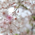 福島県福島市 花見山公園の情報 2023年4月14日 IMG_6064