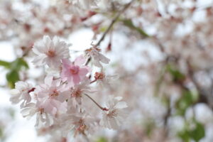 福島県福島市 花見山公園の情報 2023年4月14日 IMG_6064