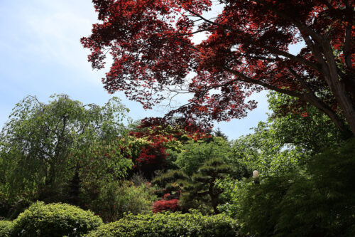 福島県福島市 花見山公園の情報 2023年5月9日 IMG_6161s