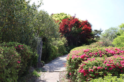 福島県福島市 花見山公園の情報 2023年5月9日 IMG_6162s