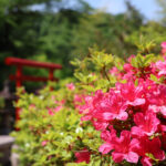 福島県福島市 花見山公園の情報 2023年5月9日 IMG_6163s