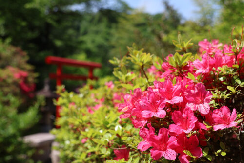 福島県福島市 花見山公園の情報 2023年5月9日 IMG_6163s