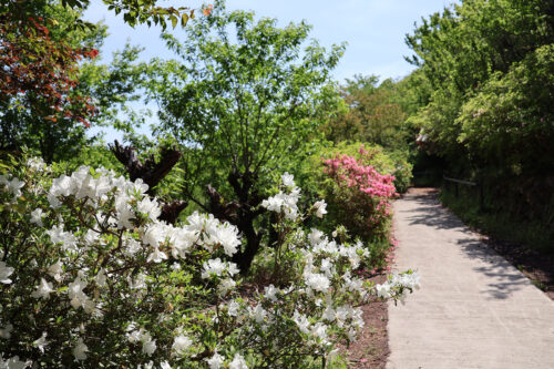 福島県福島市 花見山公園の情報 2023年5月9日 IMG_6171s