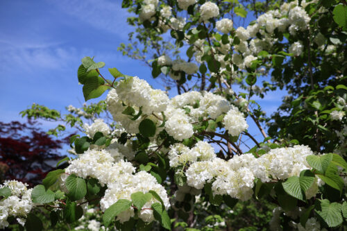 福島県福島市 花見山公園の情報 2023年5月9日 IMG_6175s