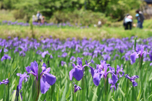 福島県福島市 花見山公園の情報 2023年5月9日 IMG_6181s