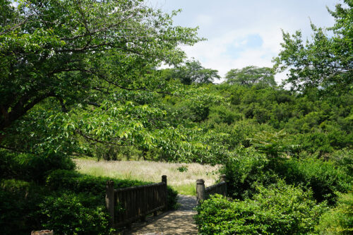 福島県福島市 花見山公園の情報 2023年6月7日 DSC00329s