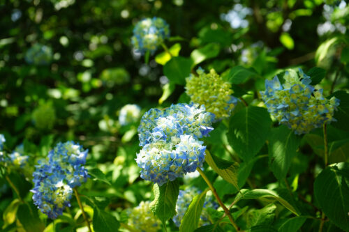 福島県福島市 花見山公園の情報 2023年6月7日 DSC00334s