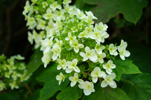 福島県福島市 花見山公園の情報 2023年6月7日 DSC00338s