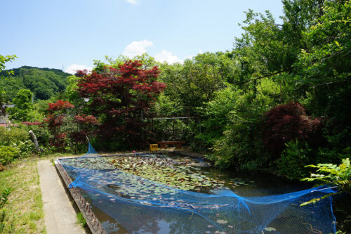 福島県福島市 花見山公園の情報 2023年6月7日 DSC00339s