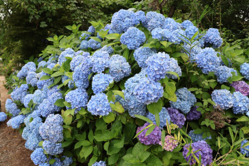 福島県福島市 花見山公園の情報 2023年7月5日 IMG_7073s