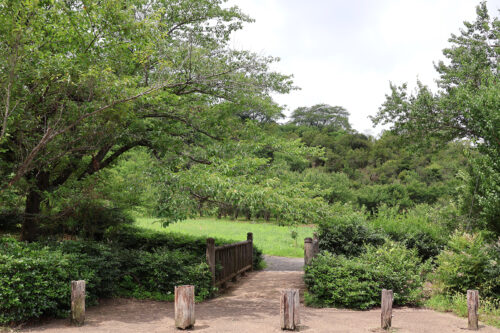 福島県福島市 花見山公園の情報 2023年7月5日 IMG_7074s