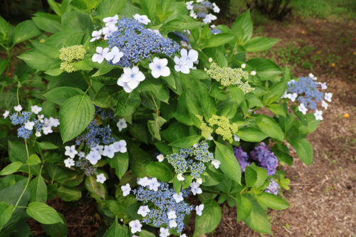 福島県福島市 花見山公園の情報 2023年7月5日 IMG_7077s