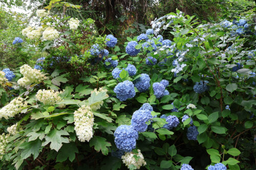 福島県福島市 花見山公園の情報 2023年7月5日 IMG_7103s