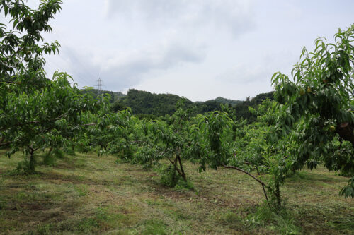 福島県福島市 花見山公園の情報 2023年7月5日 IMG_7114s