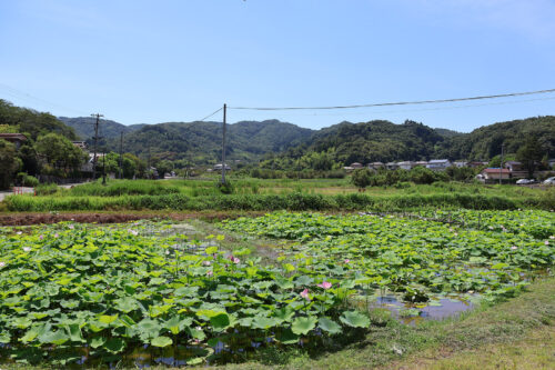 福島県福島市 花見山公園の情報 2023年8月2日 IMG_7338s 