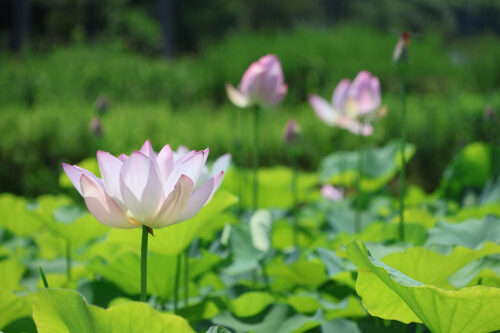 福島県福島市 花見山公園の情報 2023年8月2日 IMG_7340s 