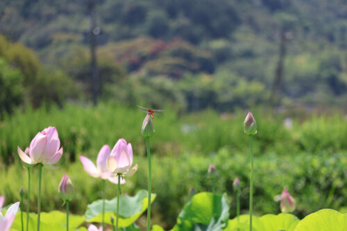 福島県福島市 花見山公園の情報 2023年8月2日 IMG_7341s 