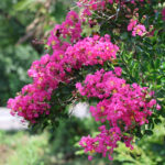 福島県福島市 花見山公園の情報 2023年8月2日 IMG_7358s