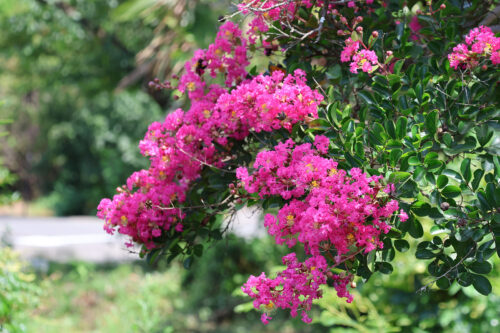 福島県福島市 花見山公園の情報 2023年8月2日 IMG_7358s 