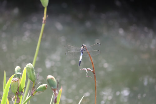 福島県福島市 花見山公園の情報 2023年8月2日 IMG_7362s 