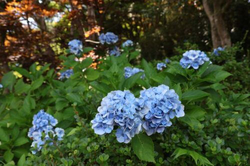 福島県福島市 花見山公園の情報 2023年8月2日 IMG_7365s 