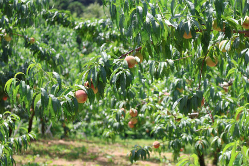 福島県福島市 花見山公園の情報 2023年8月2日 IMG_7377s 