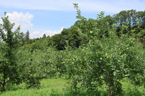 福島県福島市 花見山公園の情報 2023年8月2日 IMG_7382s 