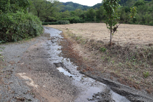 福島県福島市 花見山公園の情報 2023年9月7日 IMG_7787s 