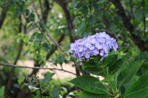 福島県福島市 花見山公園の情報 2023年9月7日 IMG_7788s 