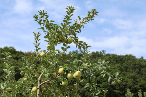 福島県福島市 花見山公園の情報 2023年9月7日 IMG_7793s 