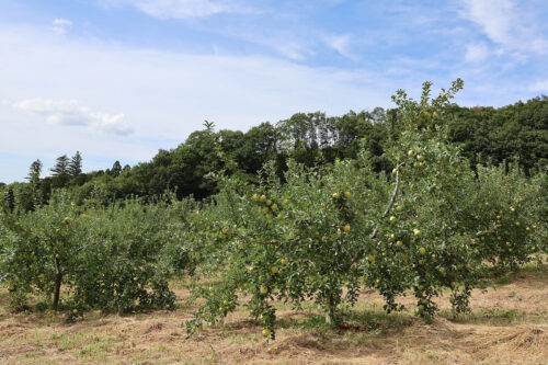 福島県福島市 花見山公園の情報 2023年9月7日  IMG_7794s