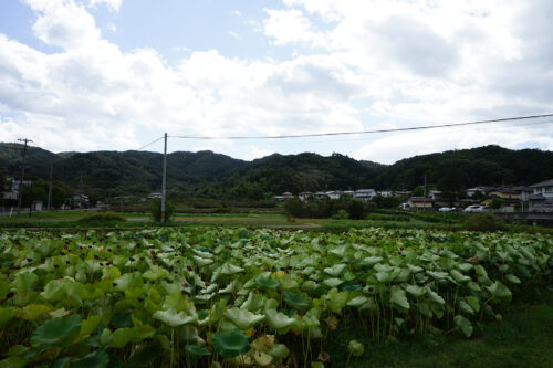 福島県福島市 花見山公園の情報 2023年10月6日