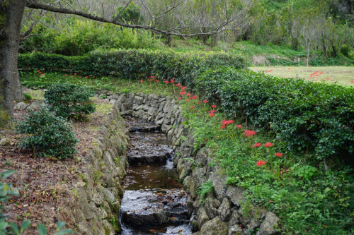 福島県福島市 花見山公園の情報 2023年10月6日 DSC01205s