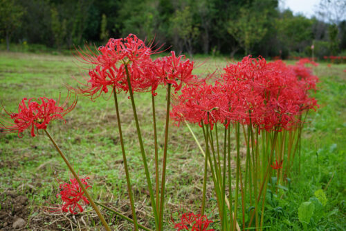 福島県福島市 花見山公園の情報 2023年10月6日 DSC01206s