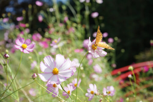 福島県福島市 花見山公園の情報 2023年10月6日 DSC01212s