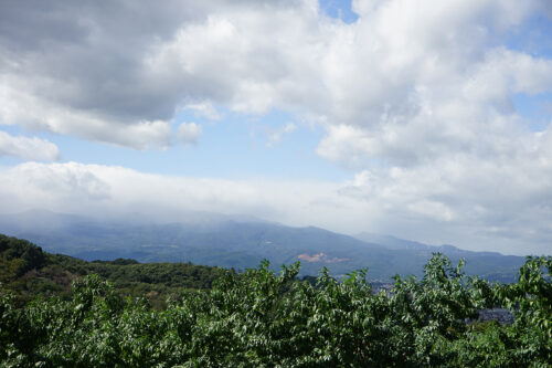 福島県福島市 花見山公園の情報 2023年10月6日 DSC01214s