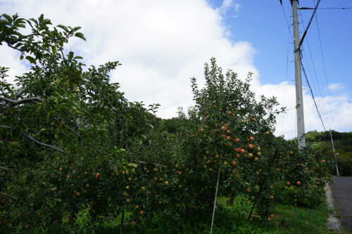 福島県福島市 花見山公園の情報 2023年10月6日 DSC01215s