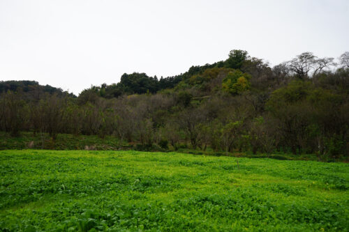 福島県福島市 花見山公園の情報 2023年11月10日 DSC01223s