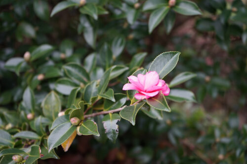 福島県福島市 花見山公園の情報 2023年11月10日 DSC01224s