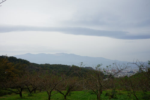 福島県福島市 花見山公園の情報 2023年11月10日 DSC01229s