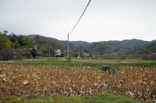 福島県福島市 花見山公園の情報 2023年11月10日 DSC01232s