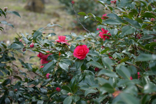 福島県福島市 花見山公園の情報 2023年12月26日 DSC01325s