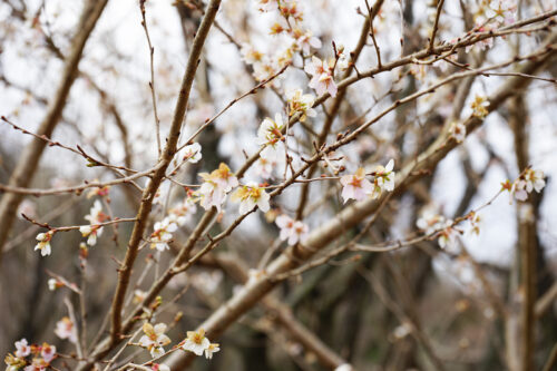 福島県福島市 花見山公園の情報 2023年12月26日 DSC01327s