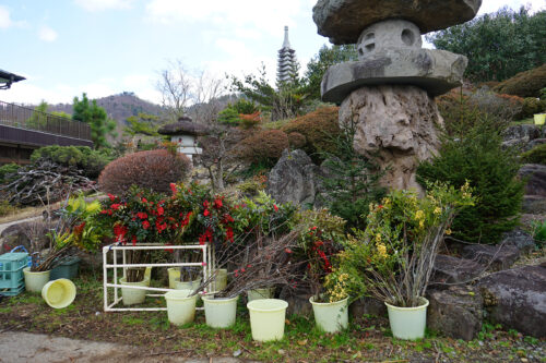 福島県福島市 花見山公園の情報 2023年12月26日 DSC01336s