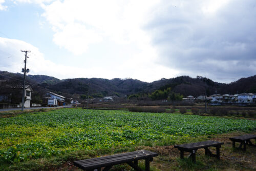 福島県福島市 花見山公園の情報 2023年12月26日 DSC01338s