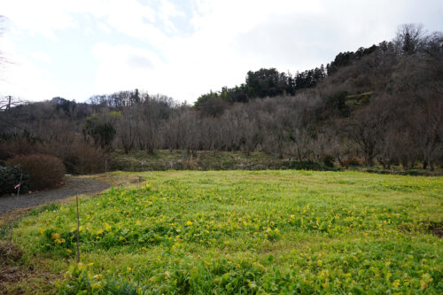 福島県福島市 花見山公園の情報 2024年1月10日 DSC01339s