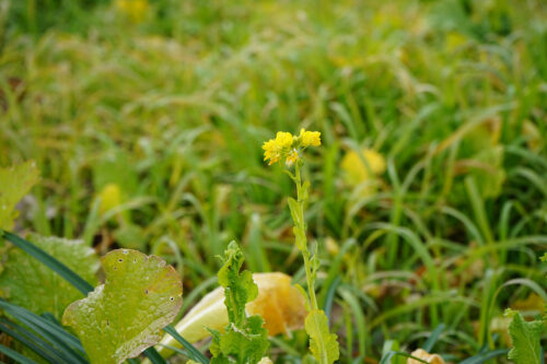 福島県福島市 花見山公園の情報 2024年1月10日 DSC01340s