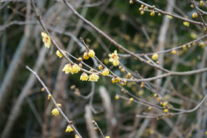 福島県福島市 花見山公園の情報 2024年1月10日 DSC01344s