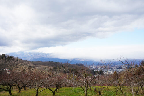 福島県福島市 花見山公園の情報 2024年1月10日 DSC01348s