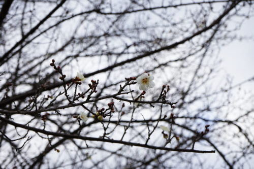 福島県福島市 花見山公園の情報 2024年1月10日 DSC01351s